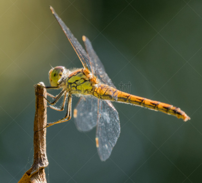 southern hawker dragonfly,蜻蜓,水平画幅,无人,大特写,昆虫,德国,摄影