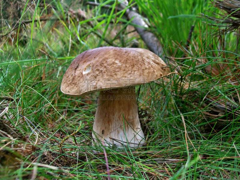 美味牛肝菌,porcini mushroom,自然,饮食,水平画幅,秋天,无人,苔藓,蘑菇,夏天