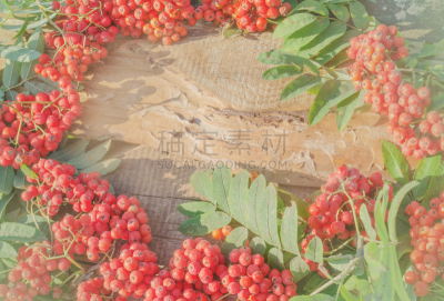 熟的,山梨树,红色,花环,天空,美,水平画幅,无人,维生素,夏天