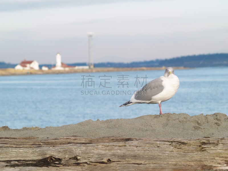 海滩,北,汤森德港,奥林匹克山,水平画幅,沙子,木制,秋天,无人,建筑外部