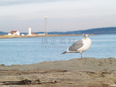海滩,北,汤森德港,奥林匹克山,水平画幅,沙子,木制,秋天,无人,建筑外部