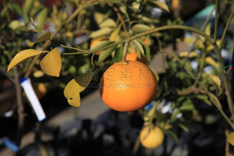 桔子,橙子,水果,易腐,风帽,水平画幅,枝繁叶茂,食品杂货,林区,户外