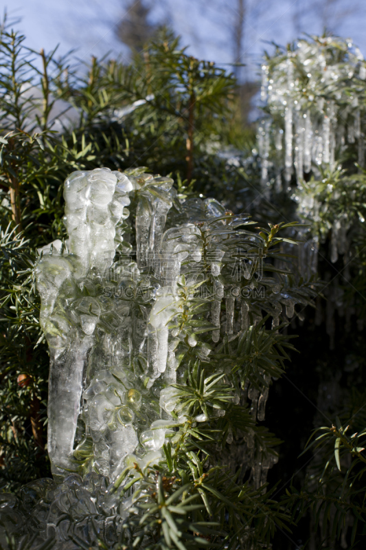 冰,松树,垂直画幅,美,温度,雪,古典式,户外,草,特写