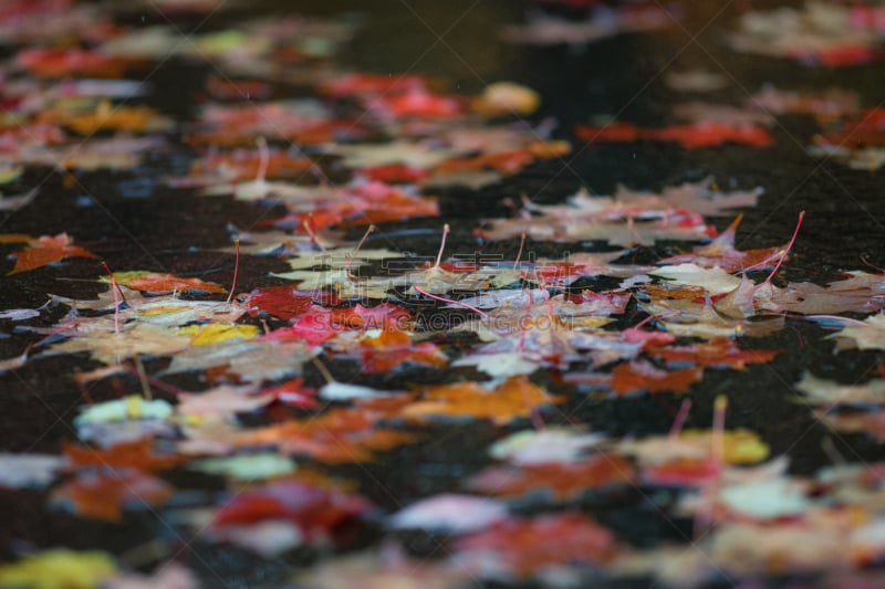 雨,秋天,兰顿,贝勒乌,水平画幅,植物的组成部分,无人,路,户外,美国西北太平洋地区