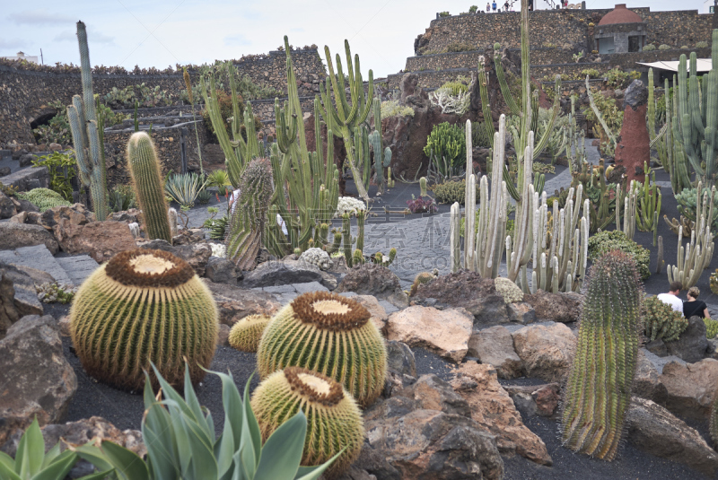 兰萨罗特岛,西班牙,水平画幅,沙子,大西洋,大西洋群岛,cactus wren,旅行者,夏天,户外