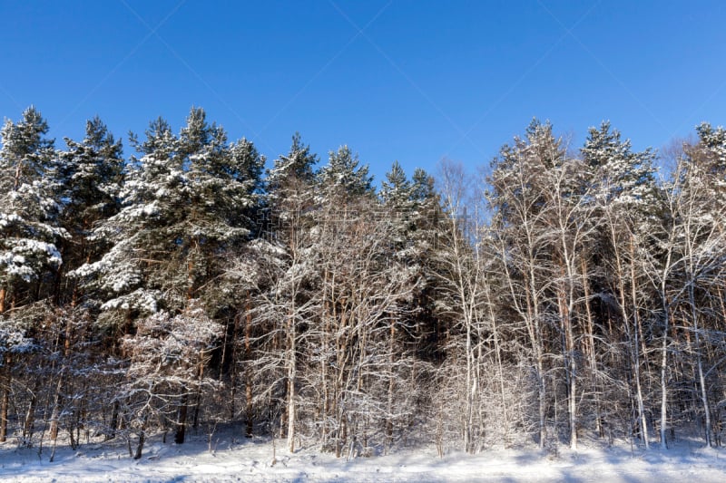 冬天,森林,特写,天空,林区,雪,白色,松科,常绿树,雪花