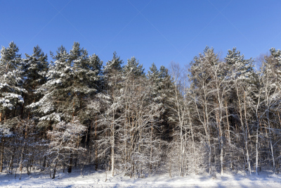 冬天,森林,特写,天空,林区,雪,白色,松科,常绿树,雪花