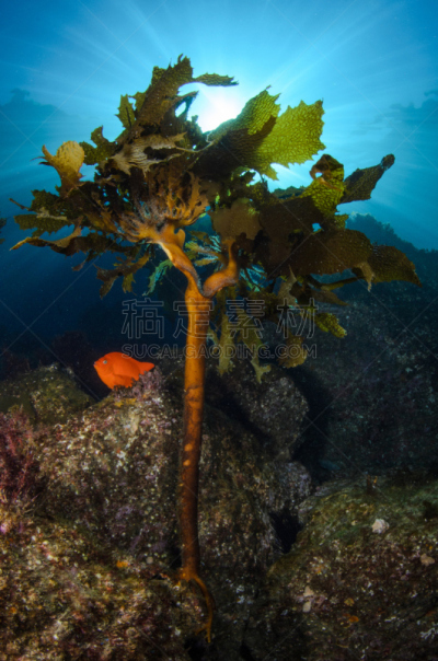 深红高雀鲷,海洋,棕榈树,自然,垂直画幅,野生动物,美国,水肺潜水,无人,藻类