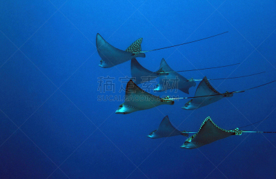 斑点鹰魟,eagle ray,科苏梅尔,珊瑚海,热带鱼,水平画幅,无人,水下,野外动物,海洋生命