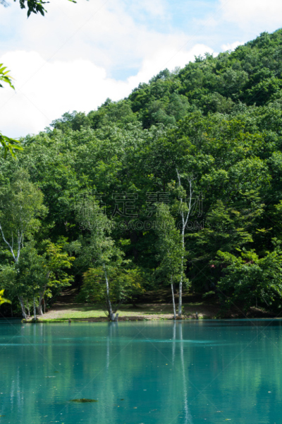 池塘,蓝色,富良野盆地,白桦树,北海道,垂直画幅,水,留白,公园,绿色