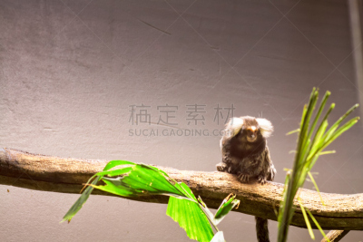 狨猴,枝,普通狨猴,塔林,猴子,留白,水平画幅,无人,动物身体部位,看