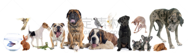 动物群,宠物,福克斯猎狐犬,獒,圣伯纳犬,警犬,大丹狗,爬行纲,动物,英格兰斗牛犬