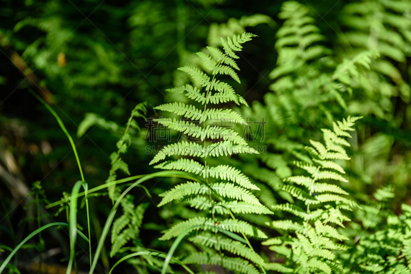 蕨类,叶子,在下面,日光,树林,绿色,风景,欧洲蕨,复叶,自然