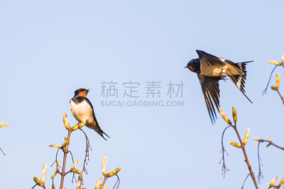 谷仓,燕子,一对,野生动物,水平画幅,无人,欧洲,鸟类,野生动物保护,观鸟