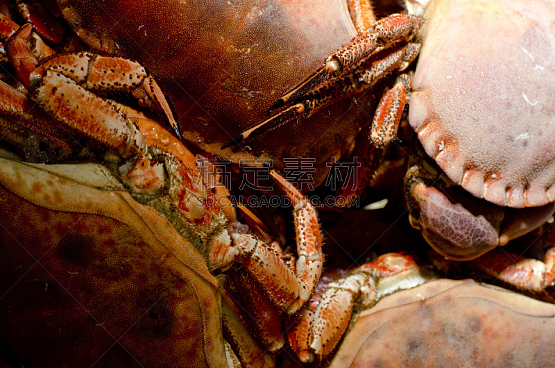 螃蟹,褐色,特写,力量,侧面视角,水平画幅,无人,2015年,煮熟,摄影