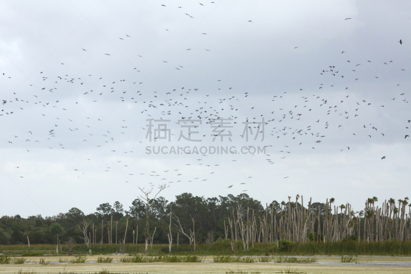 朱鹭,沼泽,湿地,在上面,公园,闪亮的,奥兰多,污水处理厂,张开翅膀,巴西东南部