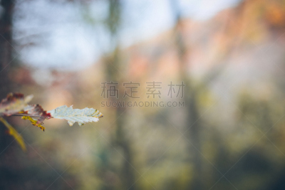 秋天,森林,水平画幅,仿旧磨损的效果,无人,户外,干的,特写,自然美,彩色图片