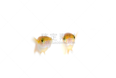 日本青鳉,自然,水平画幅,小的,可爱的,无人,动物,鱼类,摄影