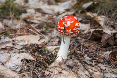 毒蘑菇,红色,森林,橙色伞菌,伞形毒菌,水平画幅,无人,户外,生物学,草
