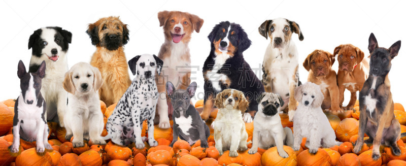 南瓜,狗,动物群,巨大的,briard,法国獒,伯恩山犬,澳大利亚牧羊犬,大麦町,巴哥犬
