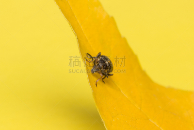 叶子,昆虫,黄色,水平画幅,努力,动物身体部位,户外,特写,动物腹部,植物