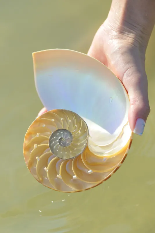 鹦鹉螺 动物手 横截面 室内管弦乐队 生物学 螺线 几何形状 对称 极限运动 船图片素材下载 稿定素材 鹦鹉螺 动物手 横截面 室内管弦乐队 生物学 螺线 几何形状 对称 极限运动 船图片素材下载 稿定素材