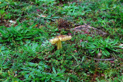 蘑菇,自然,饮食,石南花,水平画幅,秋天,无人,泥土,户外,食用菌