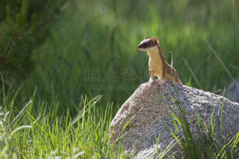 长尾鼬,鼬,尾巴,长的,2015年,图像,夏天,户外,水平画幅,洛矶山脉