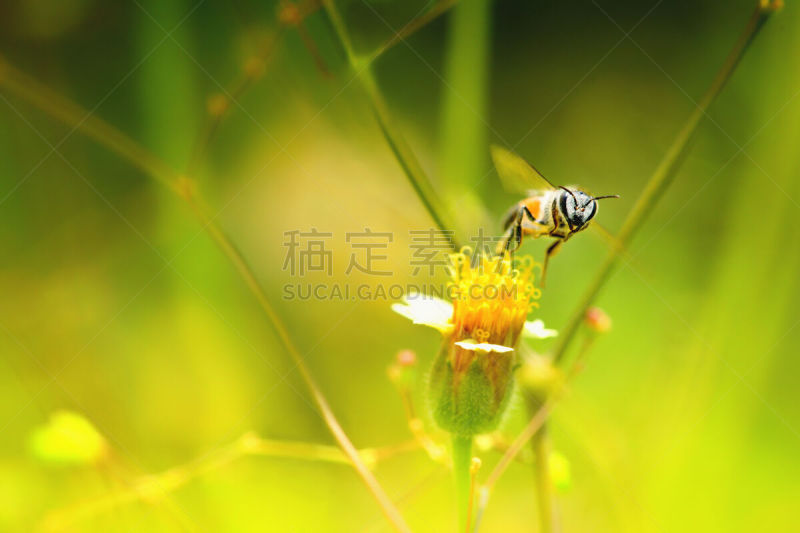 蜜蜂,非洲杀人蜂,蜜蜂服,伞形科,大黄蜂,杀虫剂,油菜花,花粉,动物身体部位,夏天