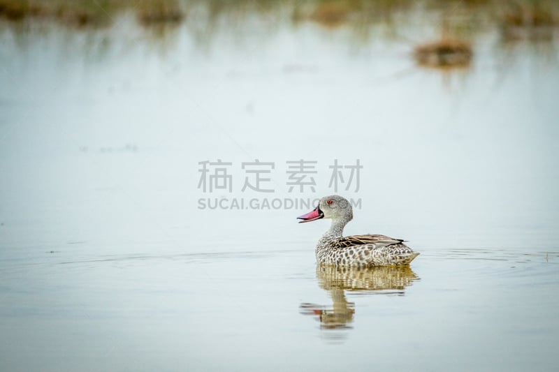 水鸭,斗篷,水坑,水,水平画幅,鸟类,非洲野驴,户外,湖,非洲睡莲