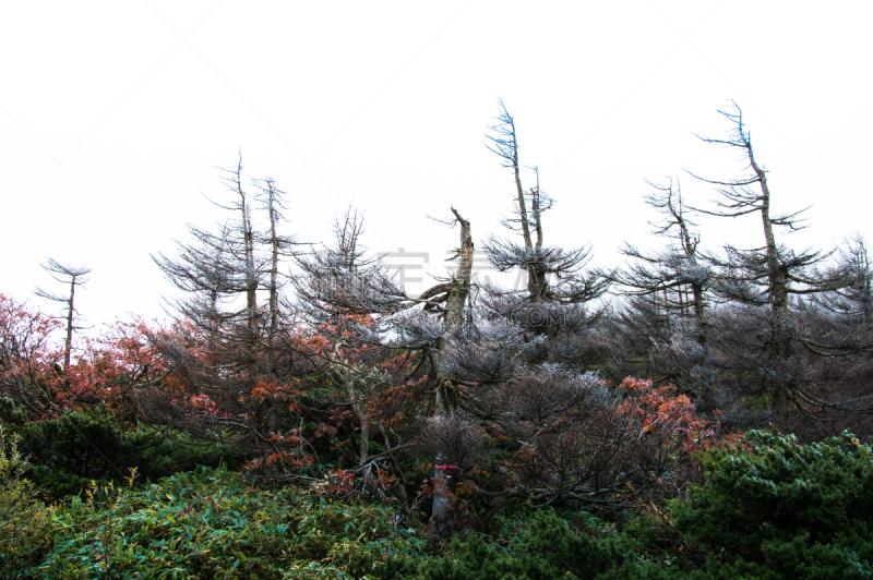 日本,山顶,水,美,里山,水平画幅,无人,户外,针叶树