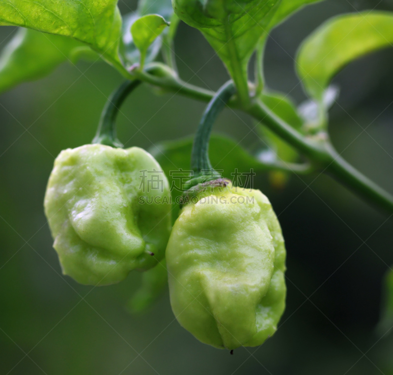 那加河,辣椒,鬼椒,邦主,水平画幅,椒类食物,植物,清新,大特写,叶子