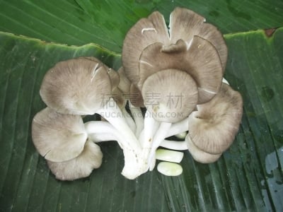 蚝蘑,兰花,褐色,水平画幅,档案,夏天,特写,泰国,地衣,真菌