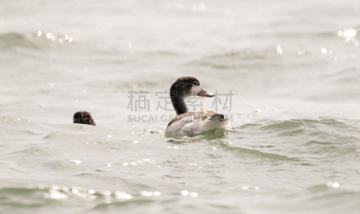 鸟类,波浪,雌麻鸭,水,野生动物,水平画幅,无人,夏天,海洋,水禽