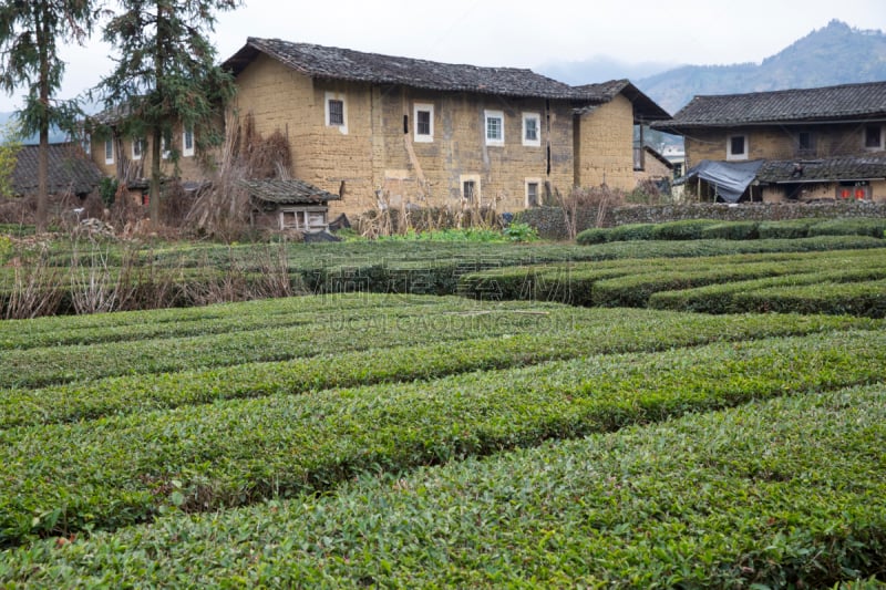 蒂卢,客家族,福建省,中国,永定,茶树,水平画幅,墙,无人,古老的