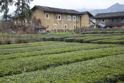 蒂卢,客家族,福建省,中国,永定,茶树,水平画幅,墙,无人,古老的