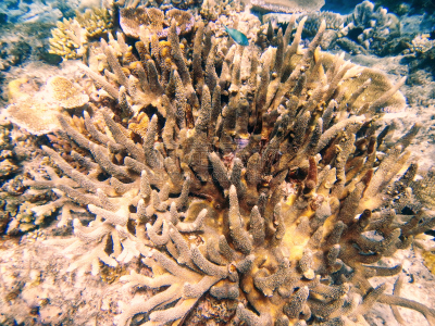 索摩索摩海峡,斐济,礁石,瓦努阿岛岛,taveuni,南太平洋,动物骨骼,水,水平画幅,水肺潜水