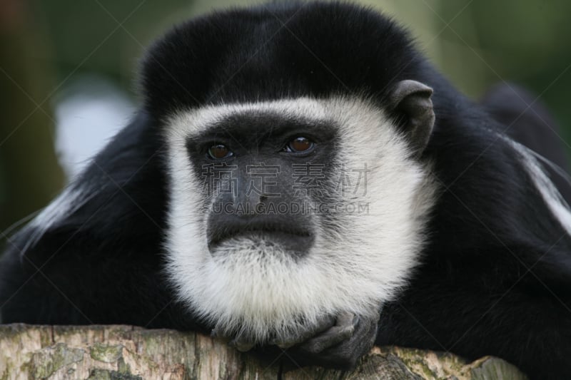 black and white colobus,水平画幅,无人,工间休息,非洲,黑色,疲劳的,白色,叶猴,筋疲力尽