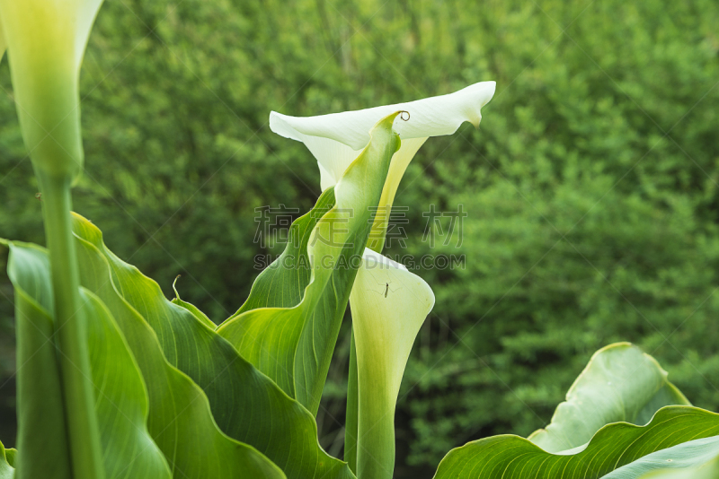 马蹄莲,自然公园,植物,水平画幅,无人,花纹,户外,法国,花