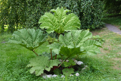 植物,植物园,水平画幅,彩色图片,被子植物根乃拉草,热带气候,无人,巴西,户外,摄影
