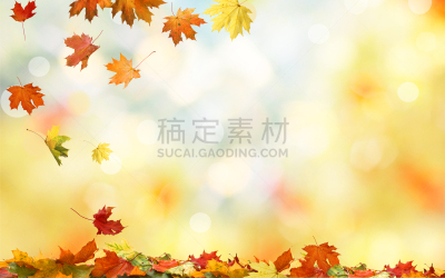 叶子,自然,枫叶,秋天,背景,多色的,公园,边框,水平画幅,无人
