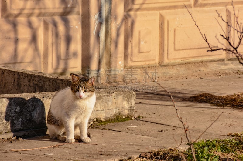 猫,爪子,早晨,动物身体部位,草,凌乱,哺乳纲,毛绒绒,果园,条纹