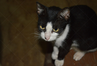 野生猫科动物,小斑点香猫,黑足猫,水平画幅,无人,2015年,摄影