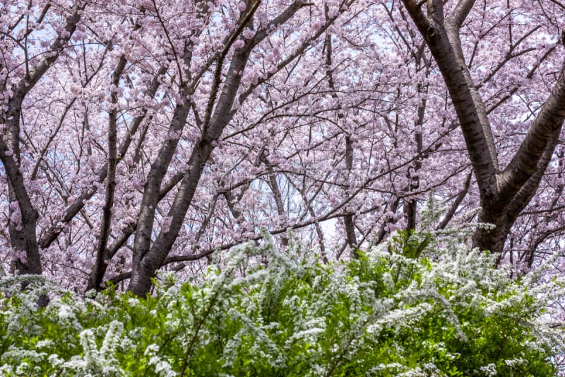 樱花,季节,春天,里山,水平画幅,地形,无人,绣线菊,日本,风景