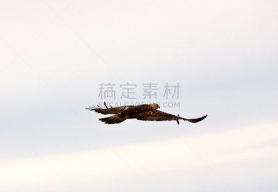 金雕,自然,野生动物,食肉鸟,水平画幅,生物,阿尔伯塔省,鸟类,加拿大,动物