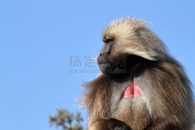 狮尾狒狒,塞米恩山脉,埃塞俄比亚,野生动物,水平画幅,无人,非洲,猴子,野外动物,户外