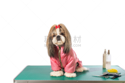 宠物美容师,理毛行为,粉色,哈叭狗,桌子,狗服,蝴蝶结,宠物服装,美,梳子