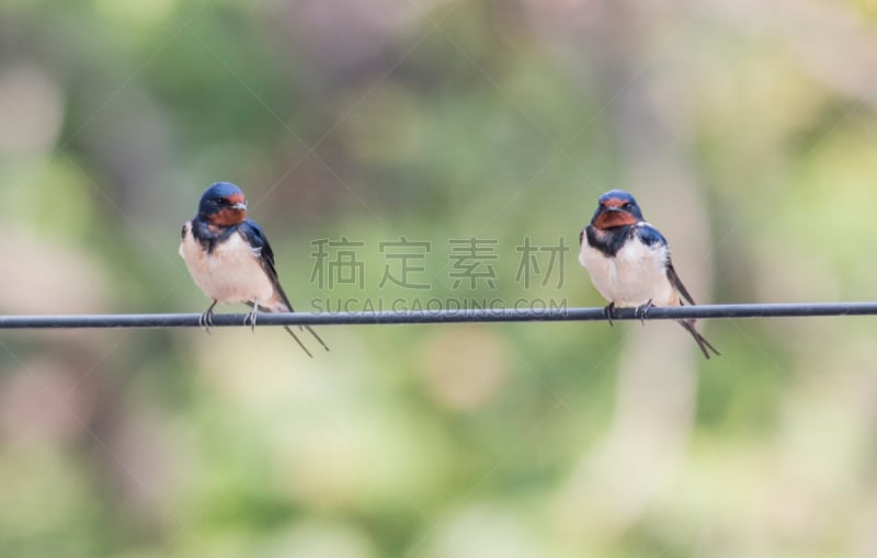 家燕,白腹毛脚燕,春夏系列,谷仓,自然,野生动物,水平画幅,无人,鸟类,非洲