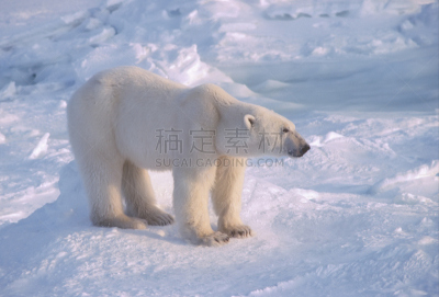 北极熊,自然,野生动物,水平画幅,雪,无人,野外动物,户外,冰,熊