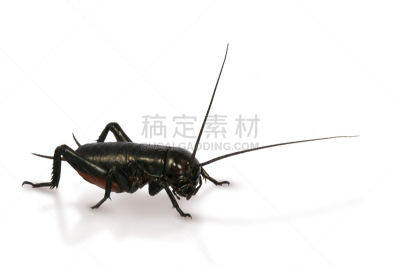 触角,蟋蟀,白色,长嘴雀鳝,背景分离,图像,动物身体部位,动物足,动物,昆虫